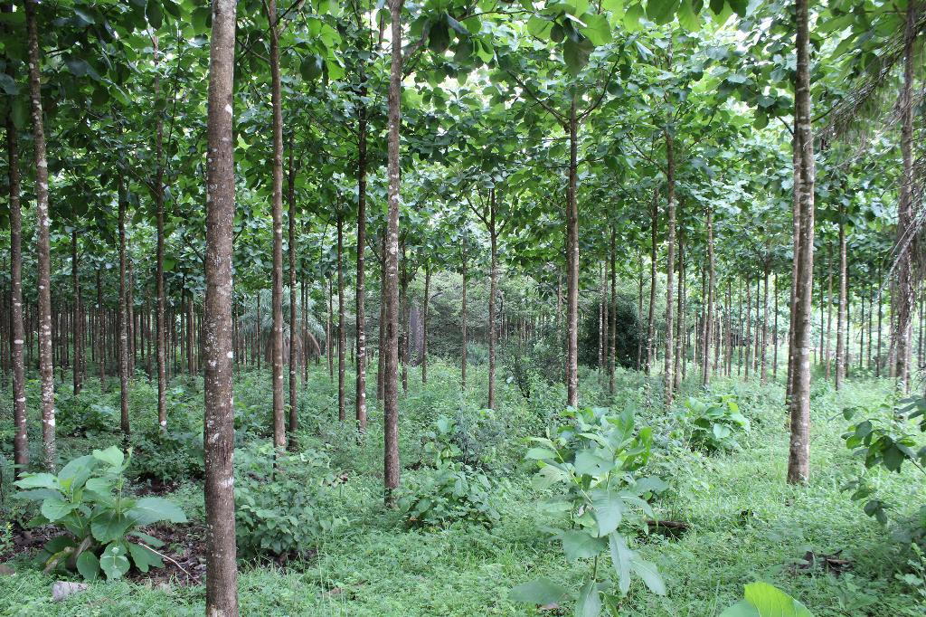 Plantation de teck